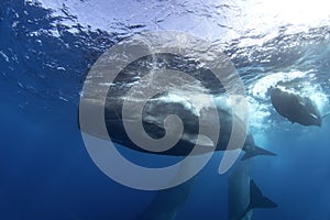 sperm whale, cachalot, physeter macrocephalus