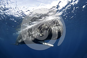 sperm whale or cachalot, physeter macrocephalus