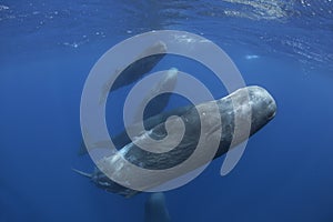 Sperm whale, cachalot, physeter macrocephalus