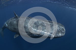 Sperm whale, cachalot, physeter macrocephalus