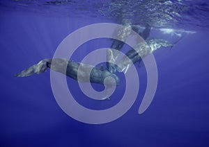 Sperm whale calves on the surface.