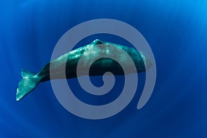 Sperm whale in the deep blue ocean, Mauritius