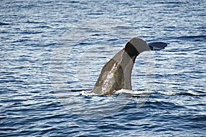 Sperm whale diving