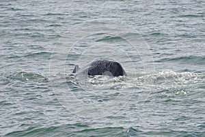 Sperm whale diving