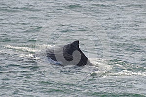 Sperm whale diving