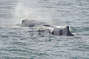 Sperm whale diving