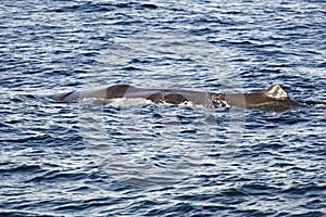 Sperm Whale diving