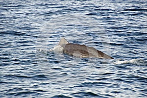 Sperm Whale diving