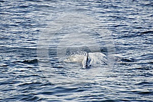 Sperm Whale diving