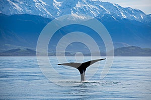 Sperm whale diving below the water