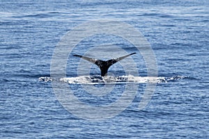 A Sperm whale diving off the coast of Madeira