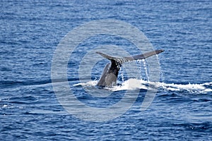 A Sperm whale diving off the coast of Maderia