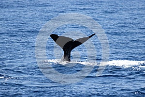 A Sperm whale diving off the coast of Maderia