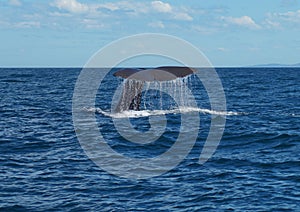 A Sperm whale diving off the coast of New Zealand