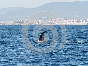 Sperm Whale Diving Showing Flukes