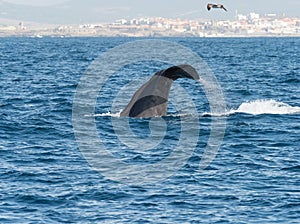 Sperm Whale Diving Showing Flukes