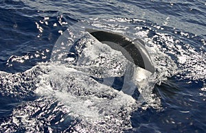 Sperm Whale Fluke photo