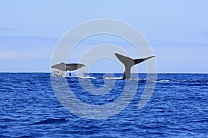 Sperm Whale fluke