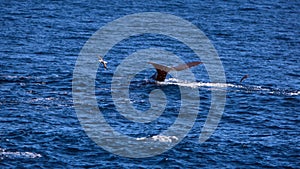 Sperm whale fluke in the Atlantic Ocean