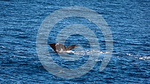 Sperm whale fluke in the Atlantic Ocean