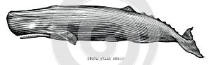 Sperm whale hand draw illustration vintage engraving style black and white clip art isolated on white background