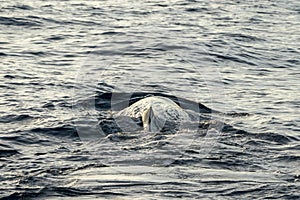 Sperm Whale head at sunset