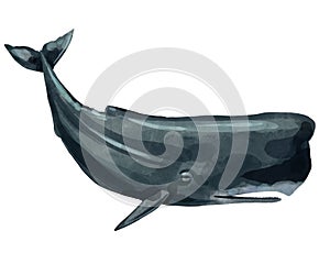 Sperm whale, humpback realistic isolated on white background. Sea life. Watercolor. Illustration.