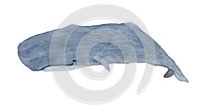Sperm whale illustration