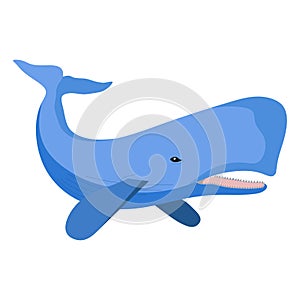 Sperm whale image, blue sperm whale, marine animal