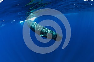 Sperm whale swim in Indian ocean, Mauritius