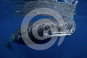 Sperm whale, cachalot, physeter macrocephalus