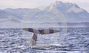 Sperm Whale Kaikoura