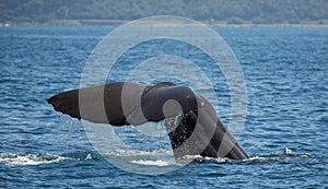 Sperm whale near Kaikoura (New Zealand) photo