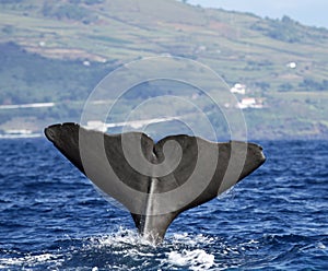 Sperm whale near Pico island, Azores photo