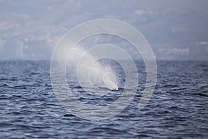 Sperm whale physeter macrocephalus in Adeje Coast south of Tenerife