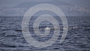 Sperm whale physeter macrocephalus in Adeje Coast south of Tenerife