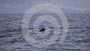 Sperm whale physeter macrocephalus in Adeje Coast south of Tenerife