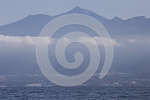 Sperm whale physeter macrocephalus in Adeje Coast south of Tenerife