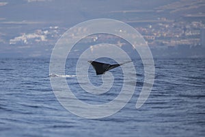 Sperm whale physeter macrocephalus in Adeje Coast south of Tenerife