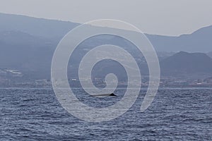 Sperm whale physeter macrocephalus in Adeje Coast south of Tenerife