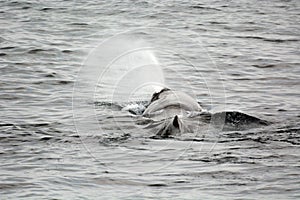 Sperm whale photo