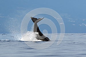 The sperm whale Physeter macrocephalus or cachalot, sperm whale tail