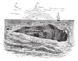 Sperm whale or Physeter macrocephalus, marine, mammal, vintage engraving