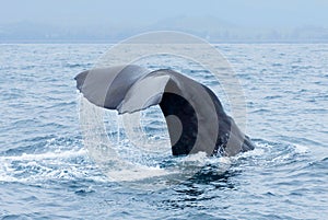 Sperm whale Physeter macrocephalus tail fluke above water during dive in Kaikoura, New Zealand.