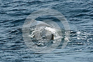 Sperm Whale. Picture taken from whale watching cruise in Strait of Gibraltar