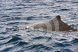 Sperm Whale. Picture taken from whale watching cruise in Strait of Gibraltar