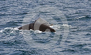 Sperm Whale. Picture taken from whale watching cruise in Strait of Gibraltar