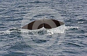 Sperm Whale. Picture taken from whale watching cruise in Strait of Gibraltar