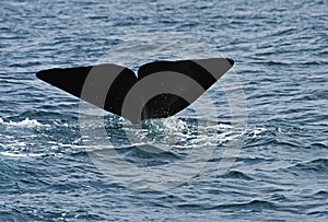 Sperm Whale. Picture taken from whale watching cruise in Strait of Gibraltar