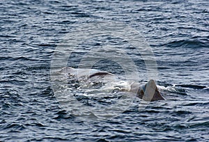 Sperm Whale. Picture taken from whale watching cruise in Strait of Gibraltar